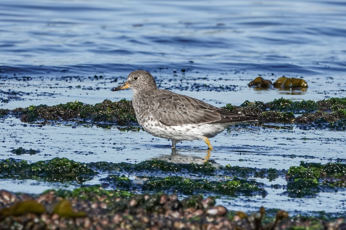 Surfbird - ML633324363