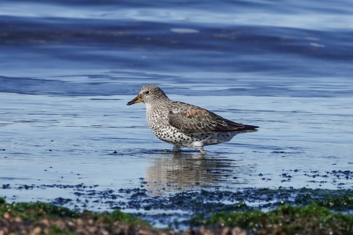 Surfbird - ML633324368