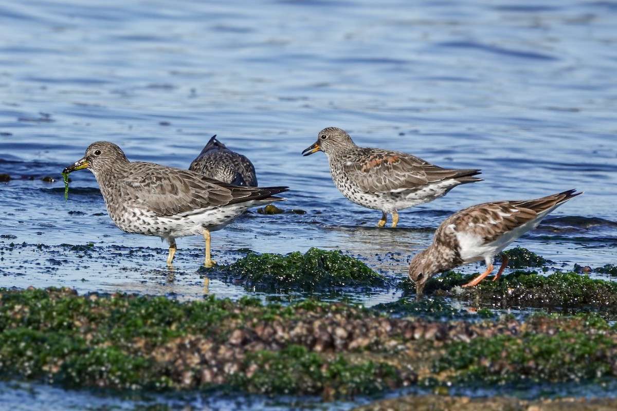 Surfbird - ML633324369
