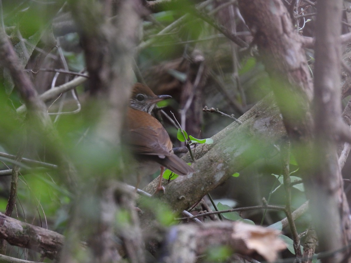 Wood Thrush - ML633324503