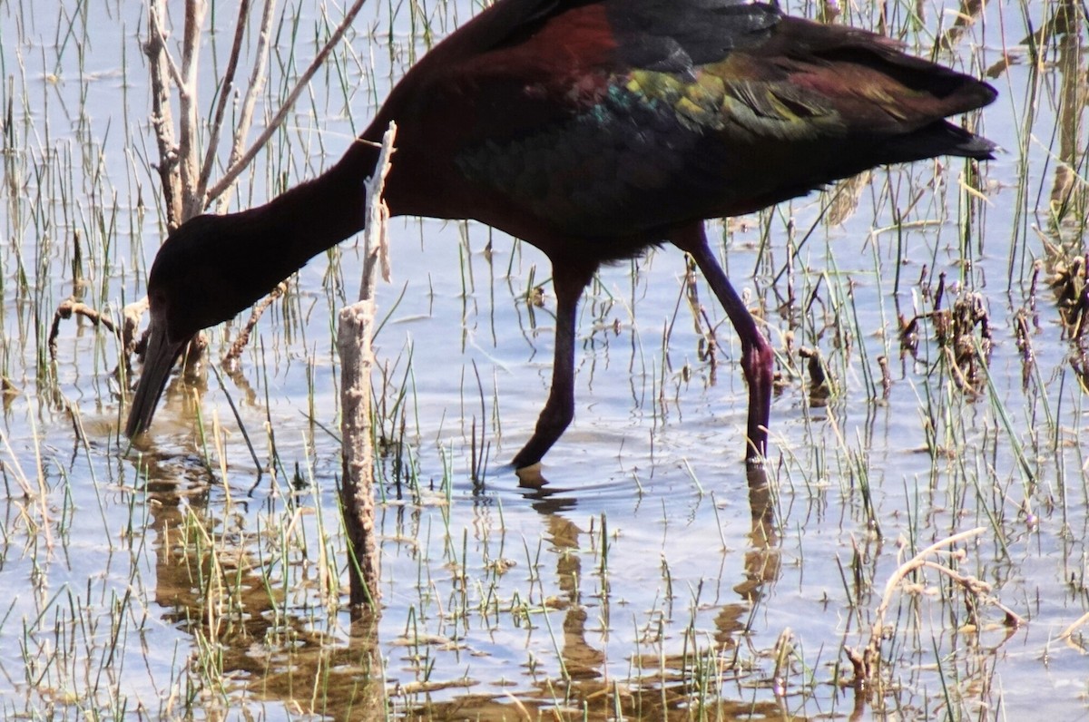 White-faced Ibis - ML633324531