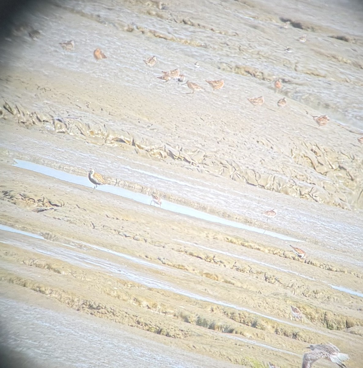 Азийн сүвээ цагаан - ML633324543