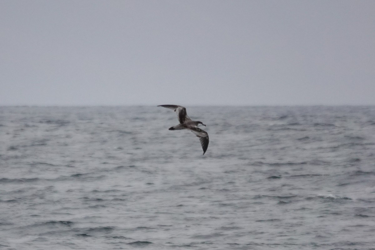 Buller's Shearwater - ML633324657