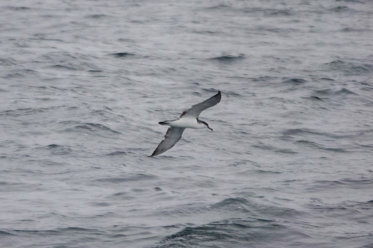 Buller's Shearwater - ML633324658