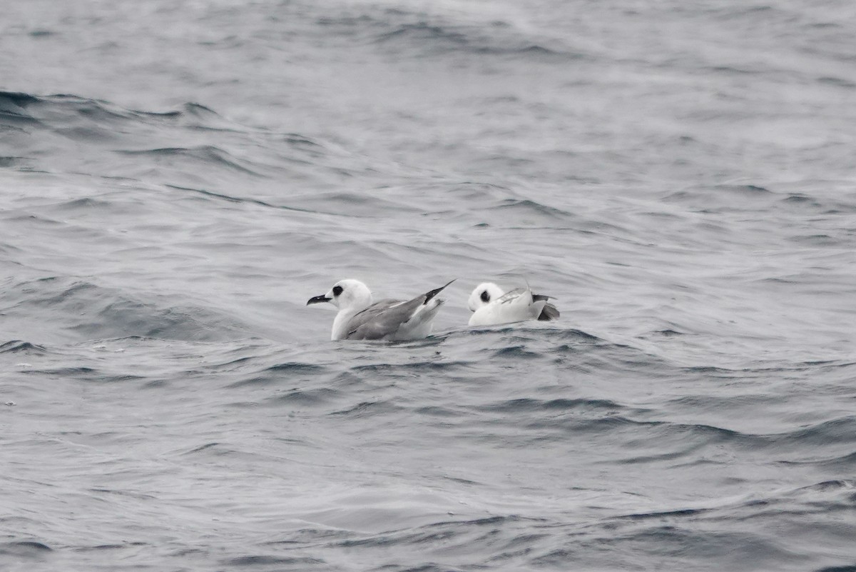 Swallow-tailed Gull - ML633324713