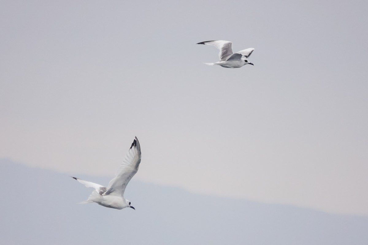 Swallow-tailed Gull - ML633324714