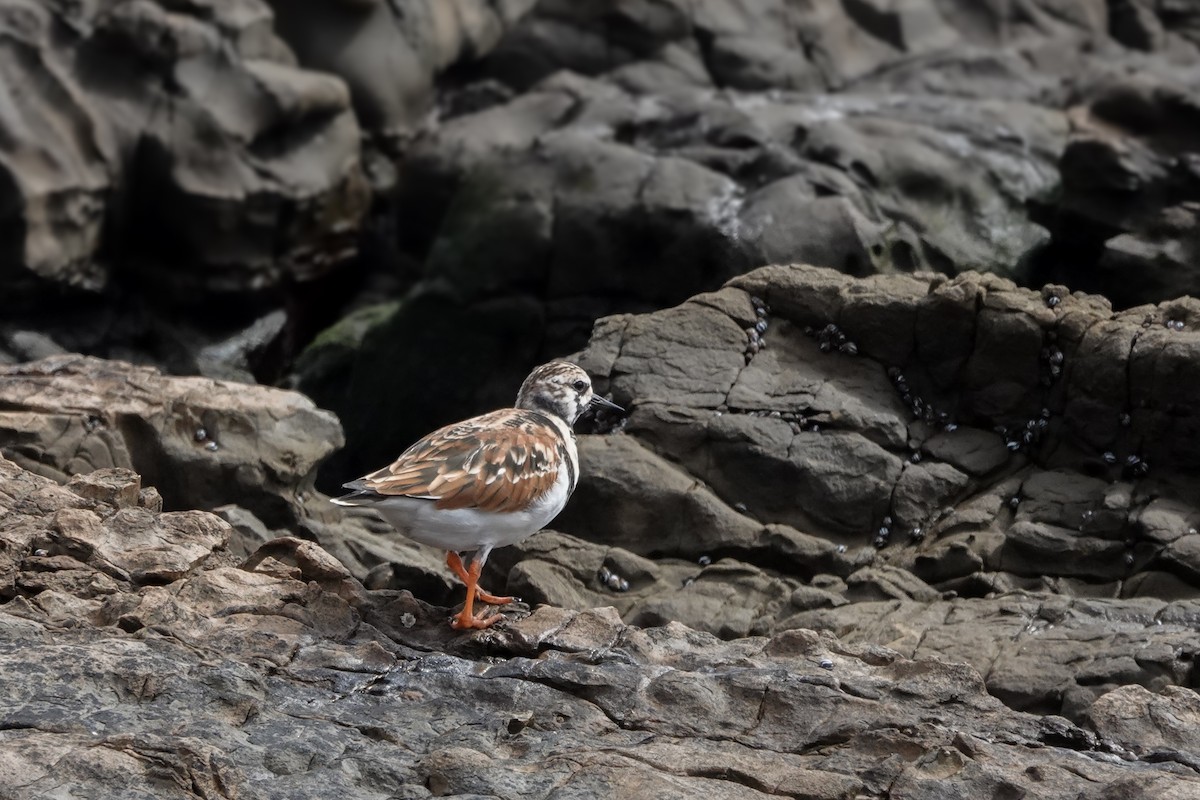 Ruddy Turnstone - ML633324837