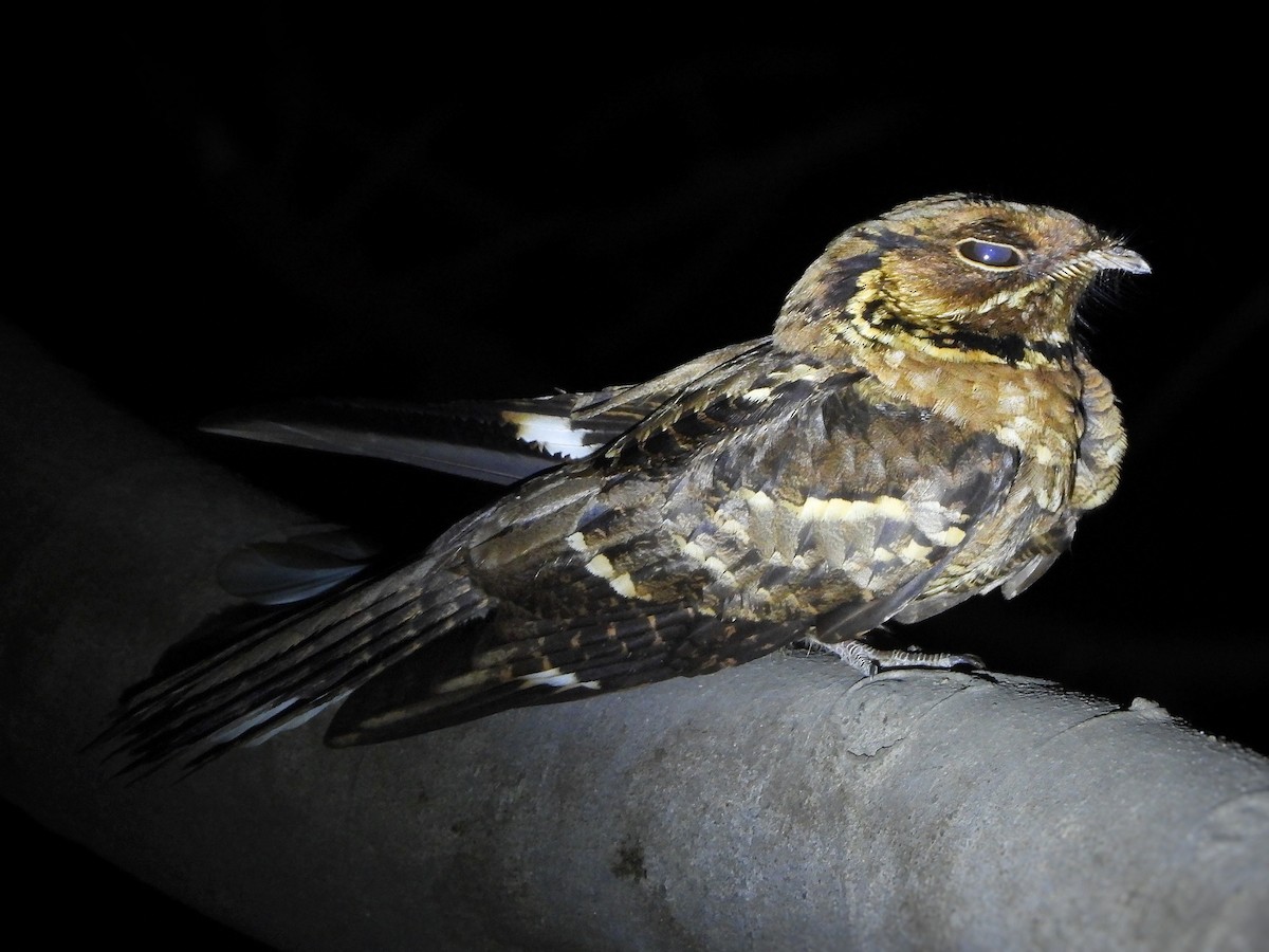 Jerdon's Nightjar - ML633324959