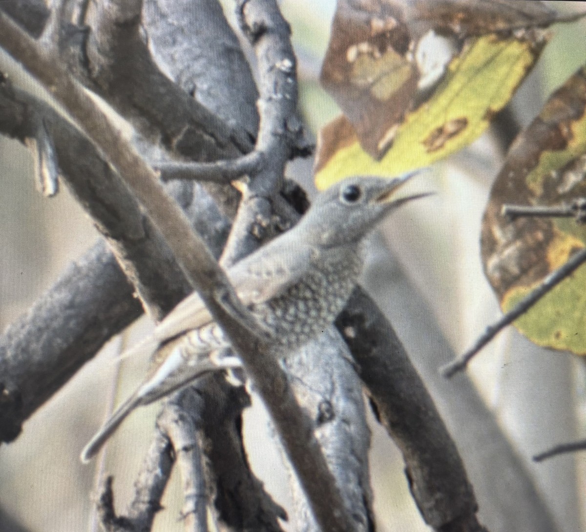 Blue-capped Rock-Thrush - ML633324996