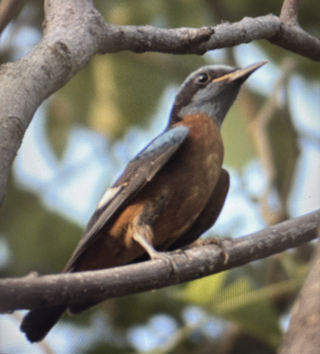 Blue-capped Rock-Thrush - ML633324997