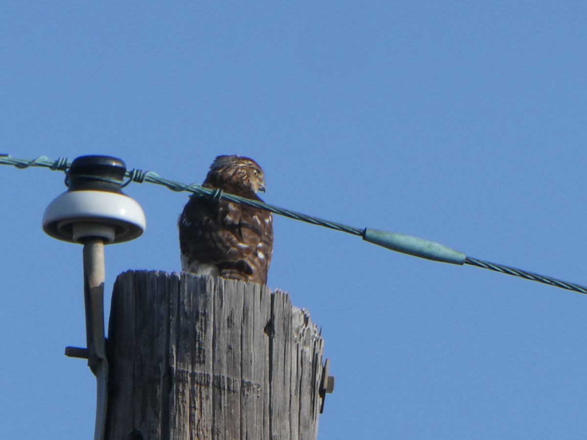 Cooper's Hawk - ML633325261