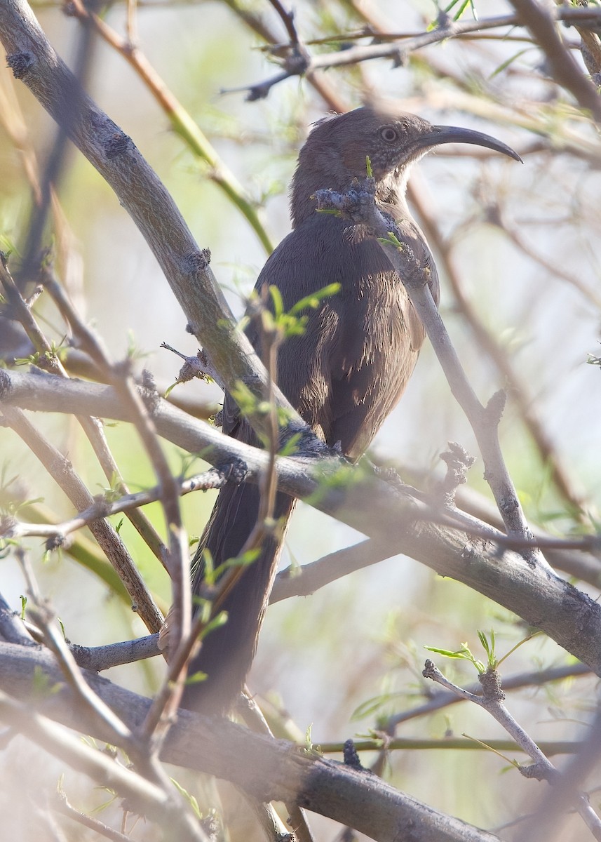Crissal Thrasher - ML633325397