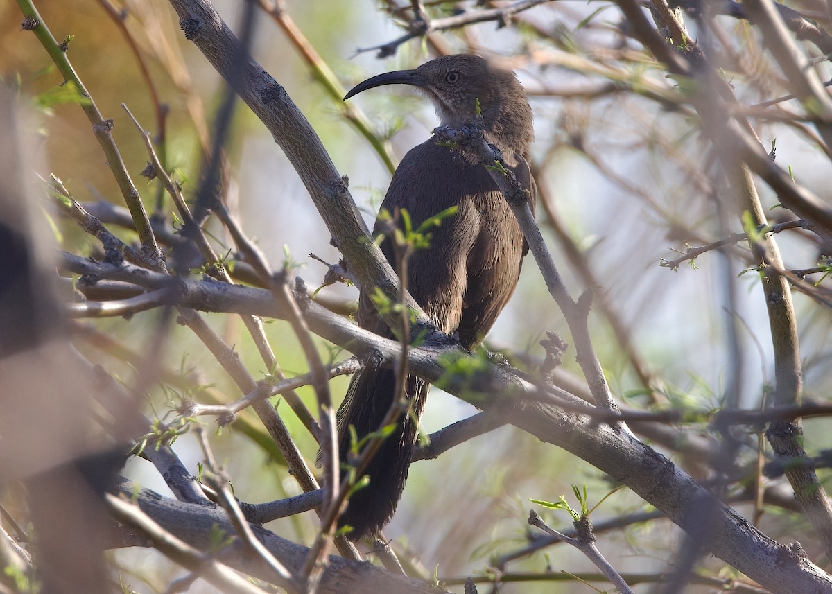 Crissal Thrasher - ML633325398