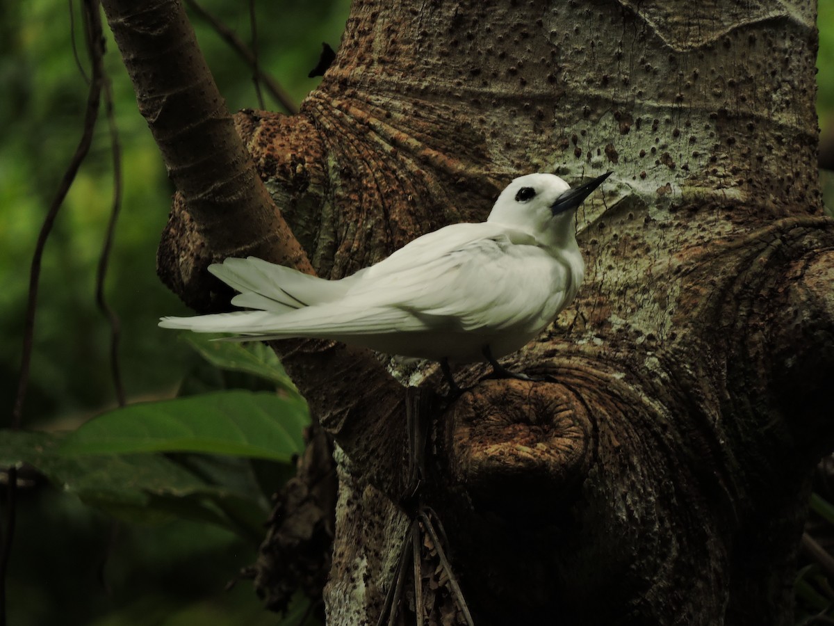 White Tern - ML633325400