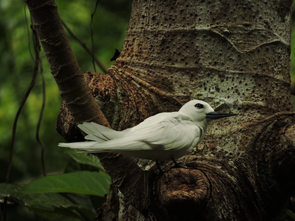 White Tern - ML633325402