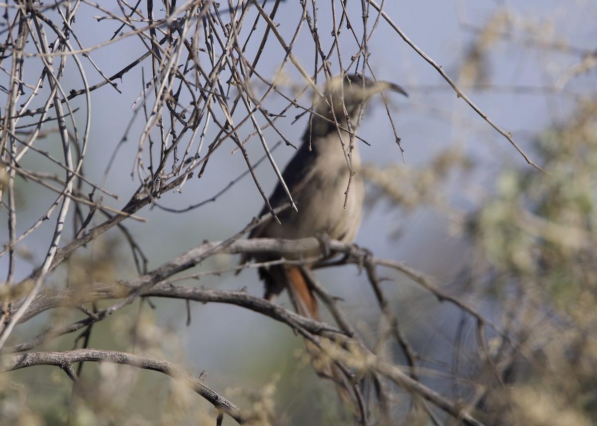 Crissal Thrasher - ML633325407