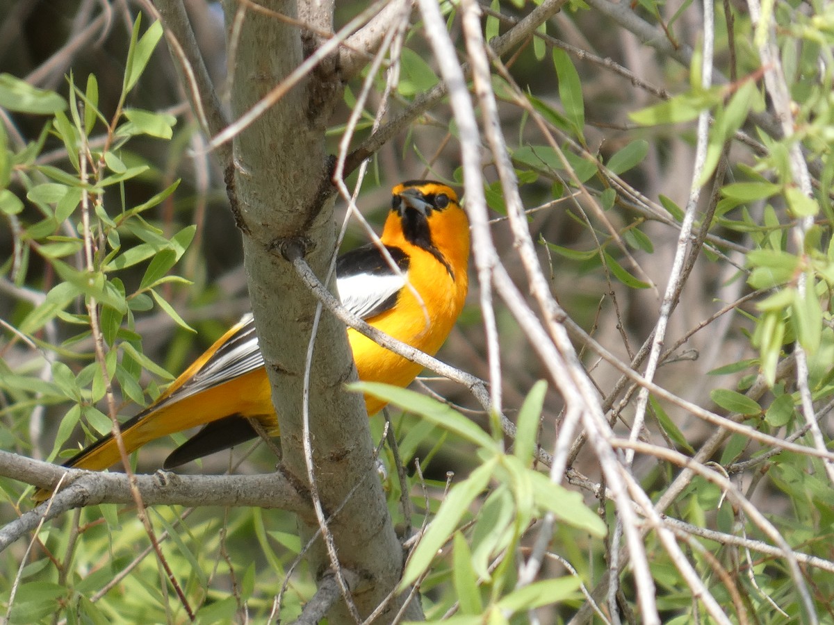 Bullock's Oriole - ML633325514