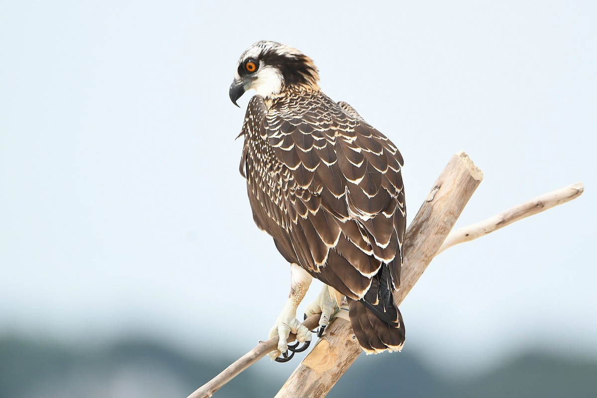 Fischadler - ML633325675