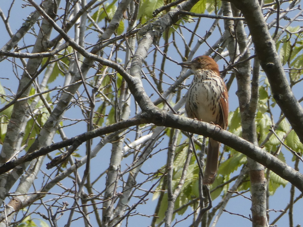 Brown Thrasher - ML633325779
