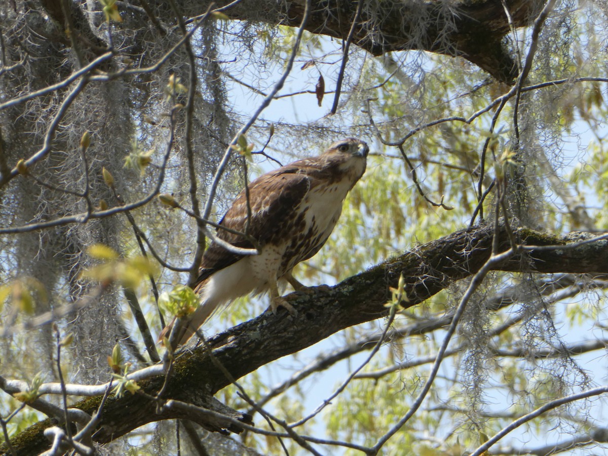 Red-tailed Hawk - ML633325792