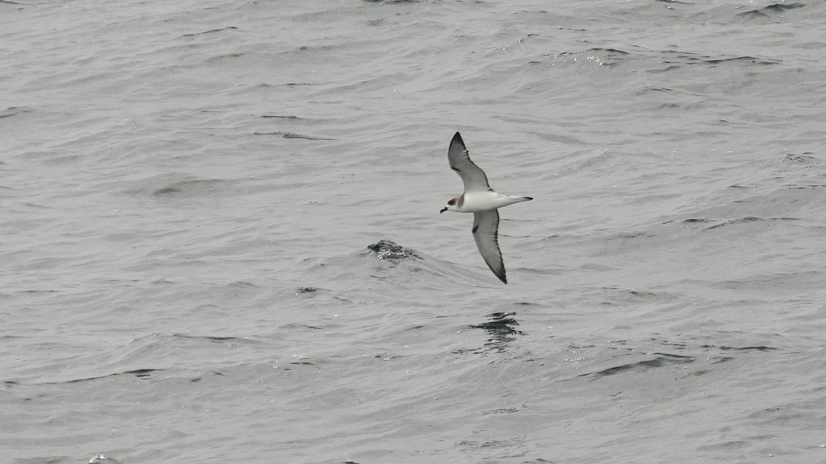 Petrel de las Juan Fernández - ML633325794