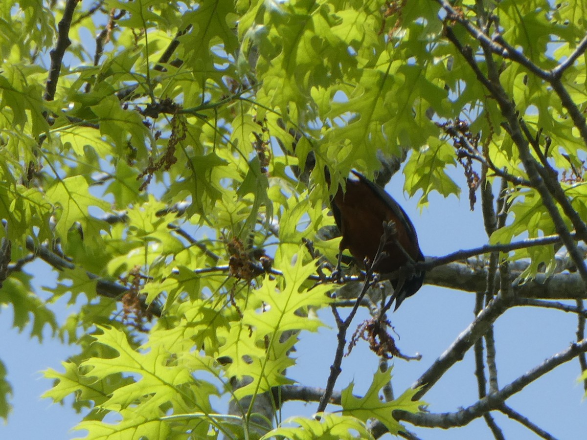 Orchard Oriole - ML633325804