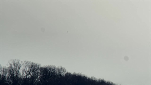 Chimney Swift - ML633325882