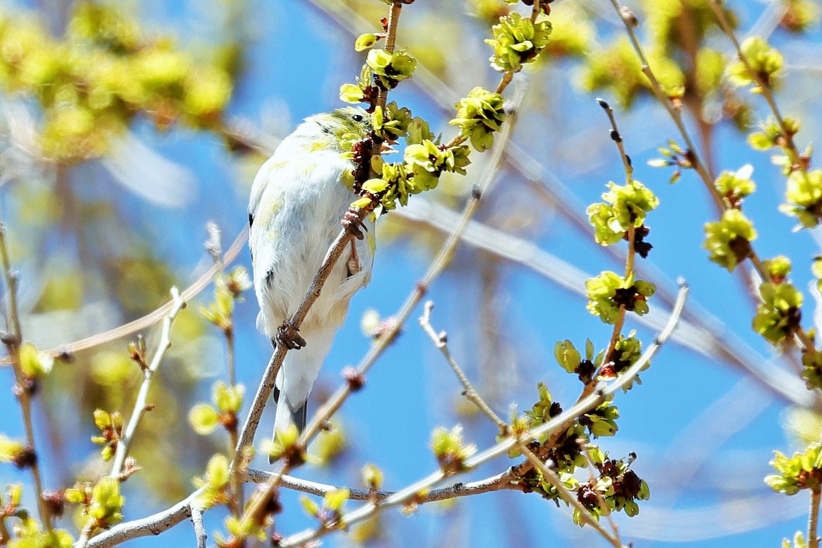 American Goldfinch - ML633325886