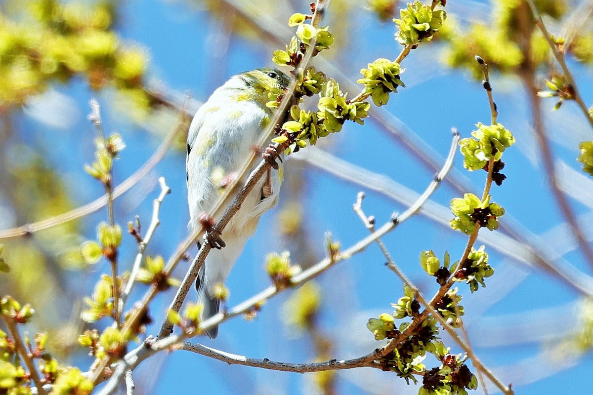 American Goldfinch - ML633325887