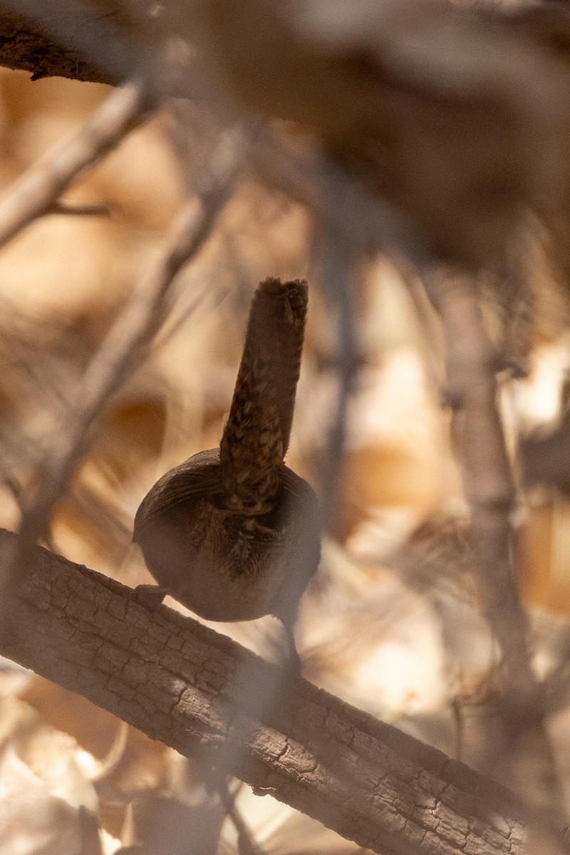 Northern House Wren - ML633325915