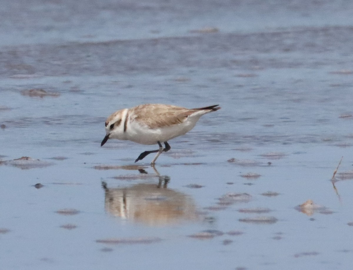 Snowy Plover - ML633325937
