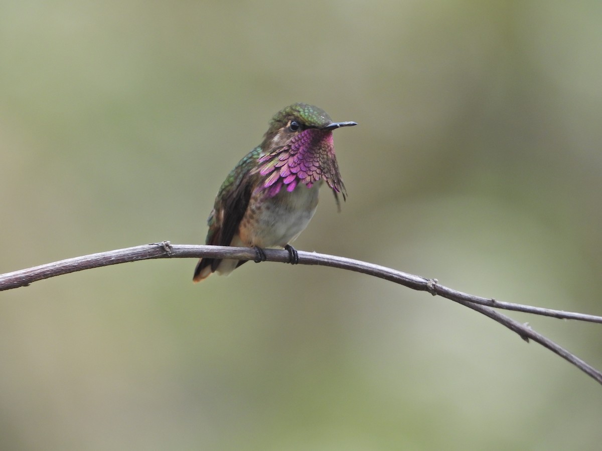Wine-throated Hummingbird - ML633325938