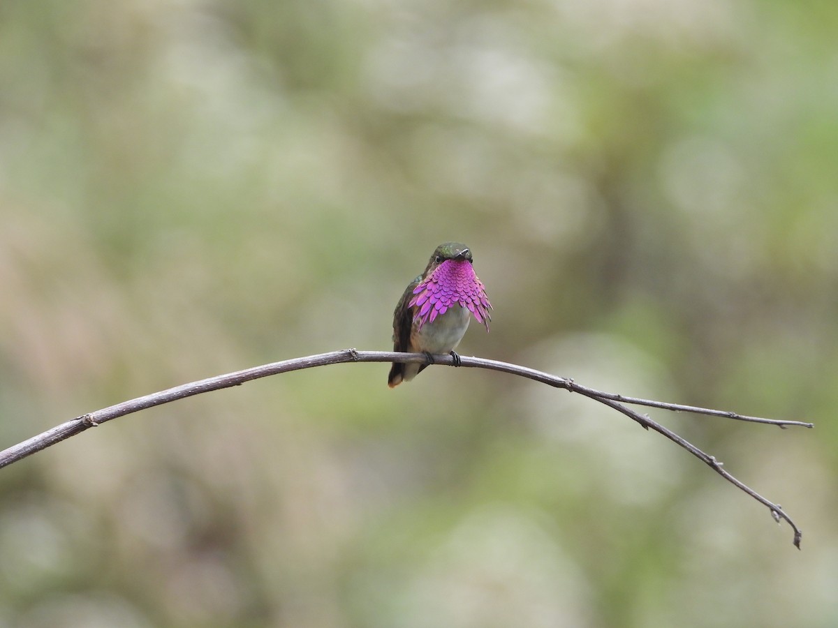 Wine-throated Hummingbird - ML633325939