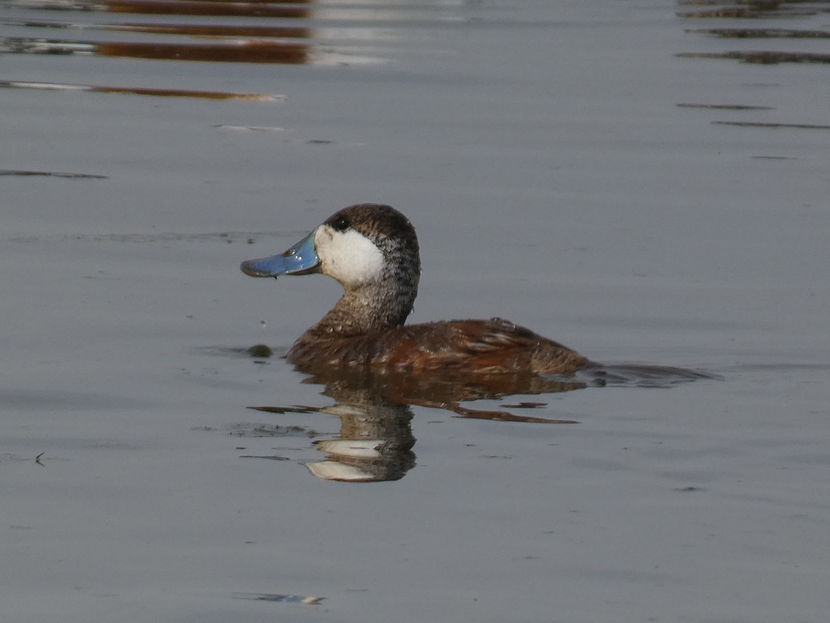 kachnice kaštanová - ML633325940