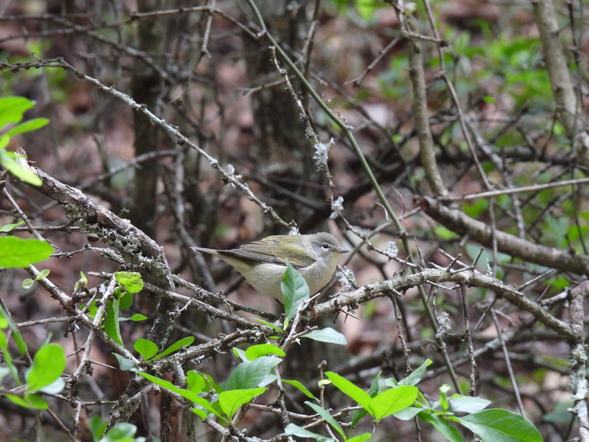 Tennessee Warbler - ML633325941