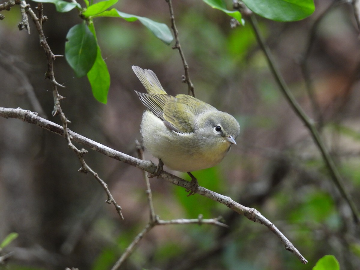 Tennessee Warbler - ML633325950