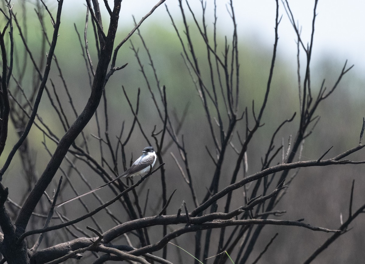 Fork-tailed Flycatcher - ML633325998