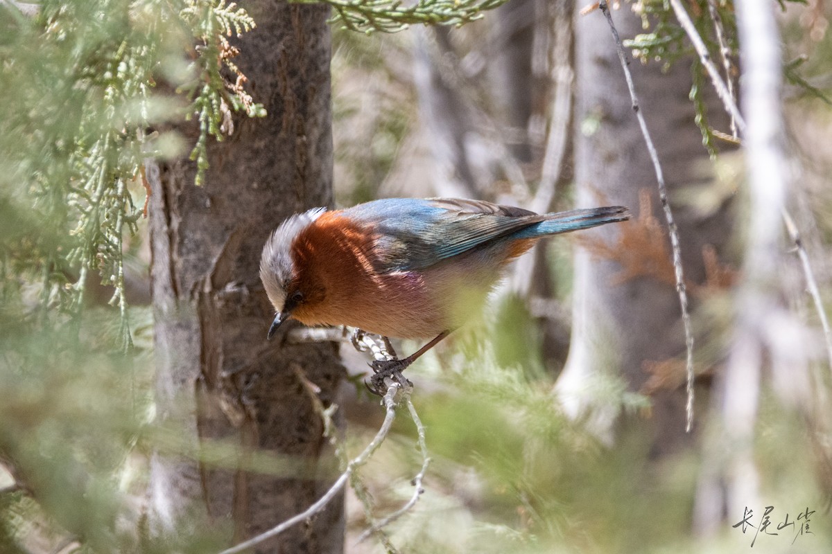 Crested Tit-Warbler - ML633326079
