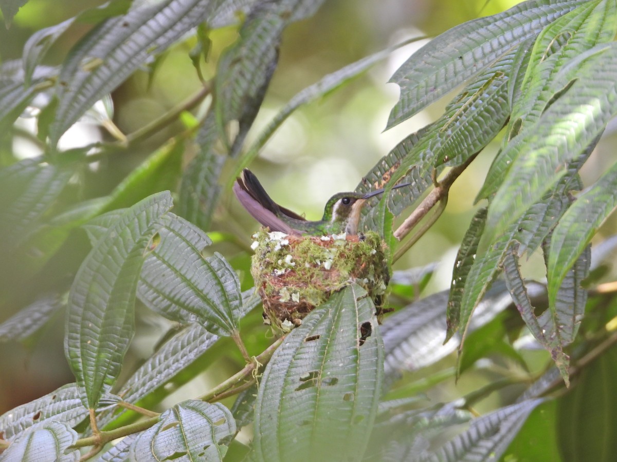 Colibri de Sybil - ML633326161