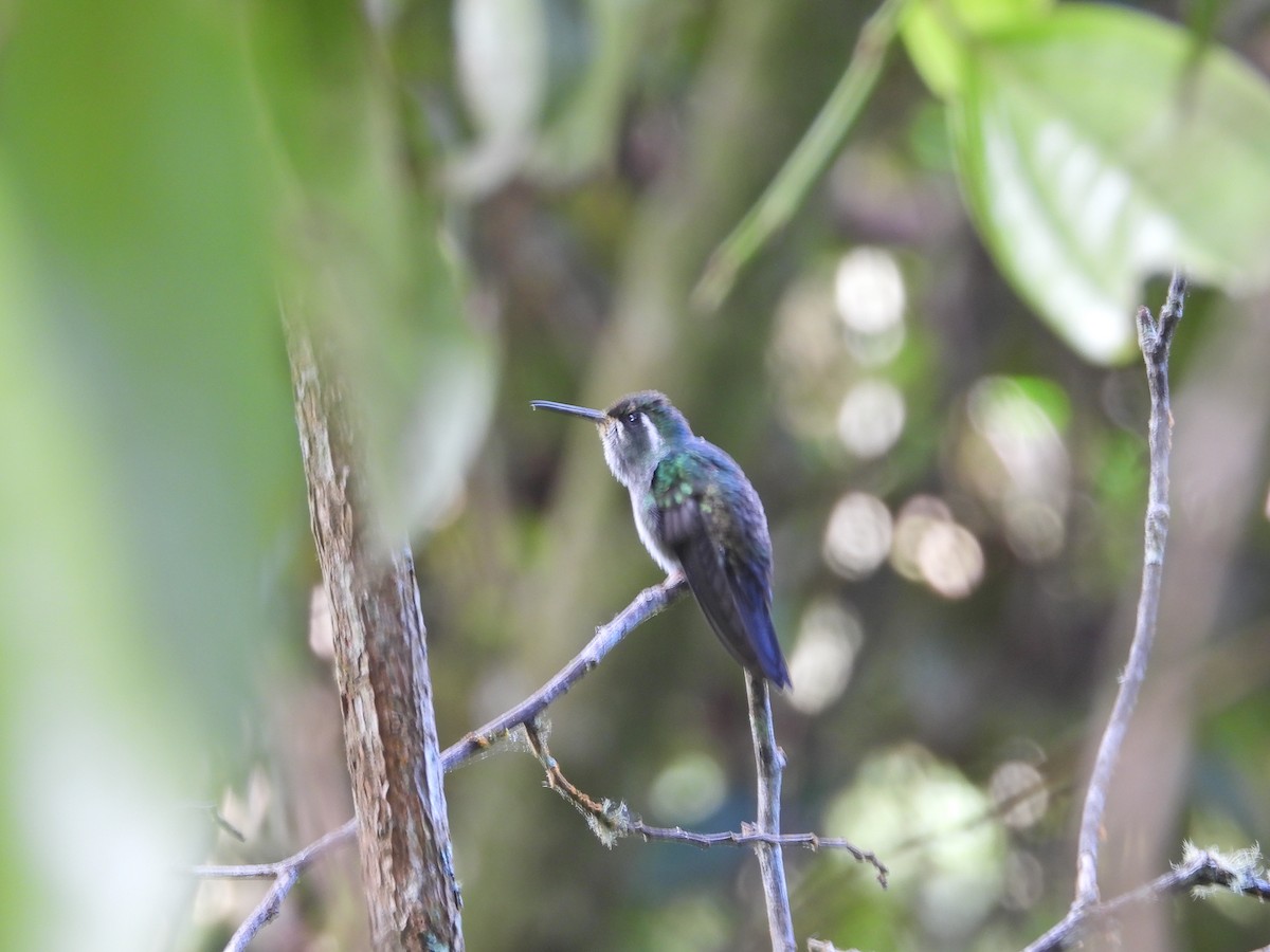 Colibri de Sybil - ML633326185