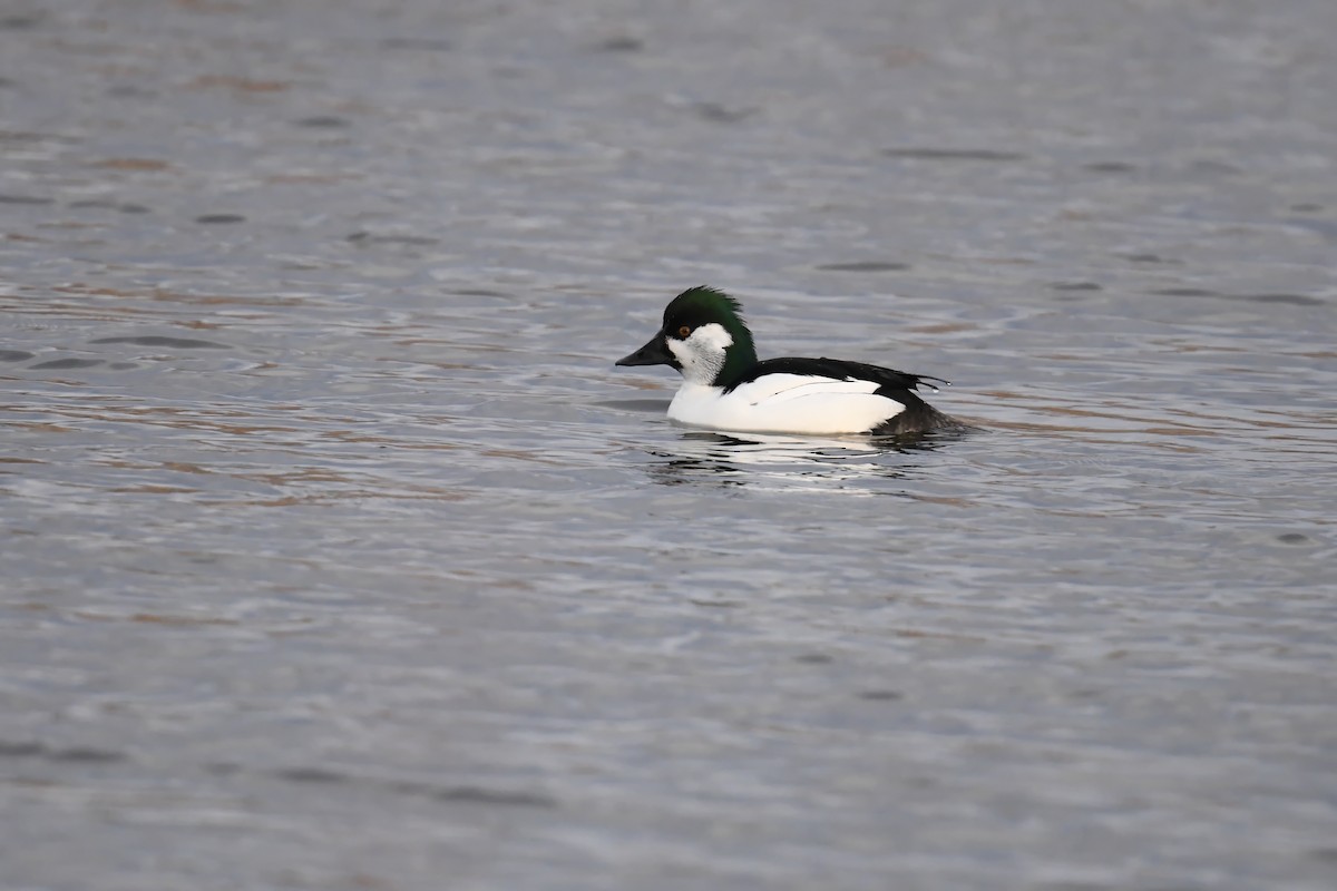 Bufflehead x Common Goldeneye (hybrid) - ML633326435