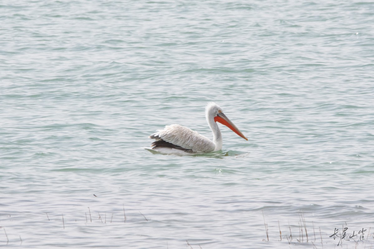 Dalmatian Pelican - ML633326495