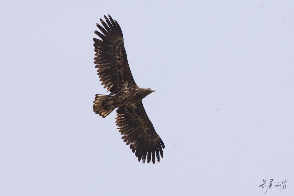 White-tailed Eagle - ML633326501