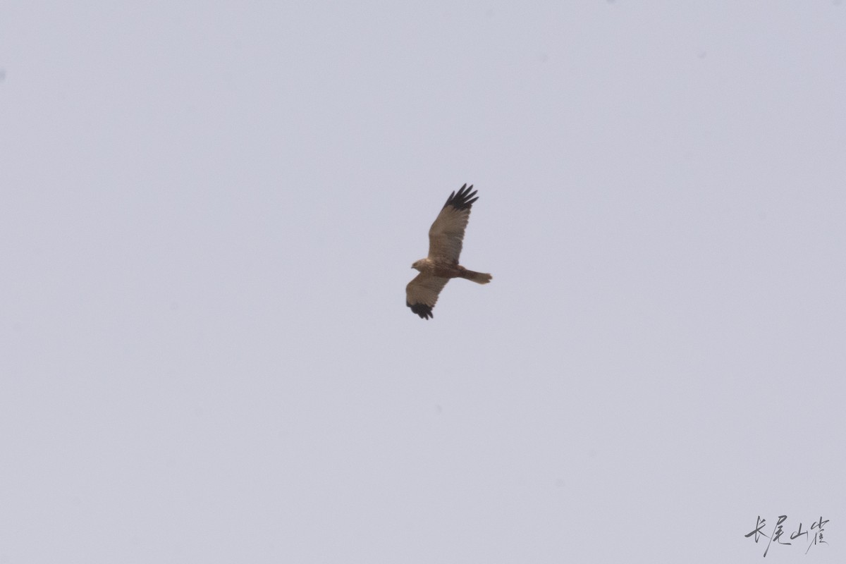 Western Marsh Harrier - ML633326522
