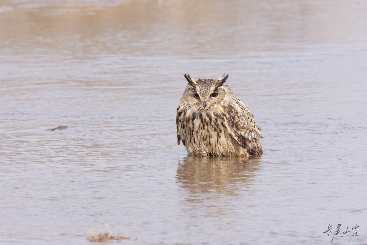 Eurasian Eagle-Owl - ML633326552