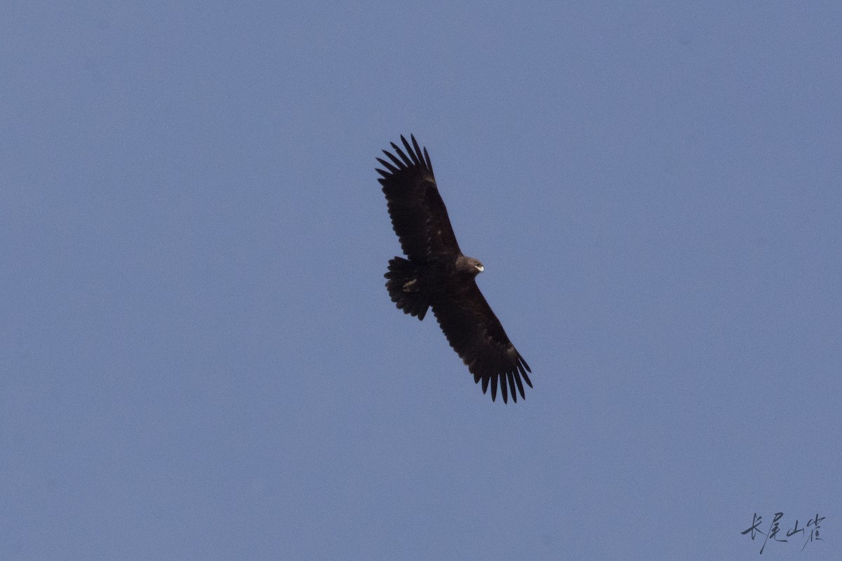 Greater Spotted Eagle - ML633326592
