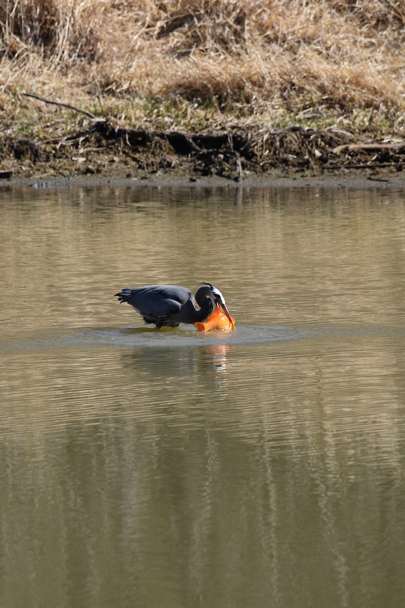 Great Blue Heron - ML633326593