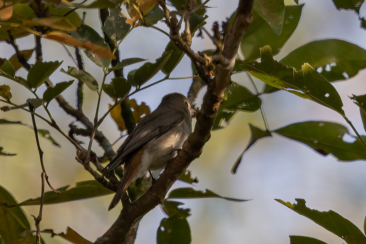 Rusty-tailed Flycatcher - ML633326643