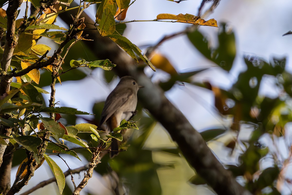 Rusty-tailed Flycatcher - ML633326644