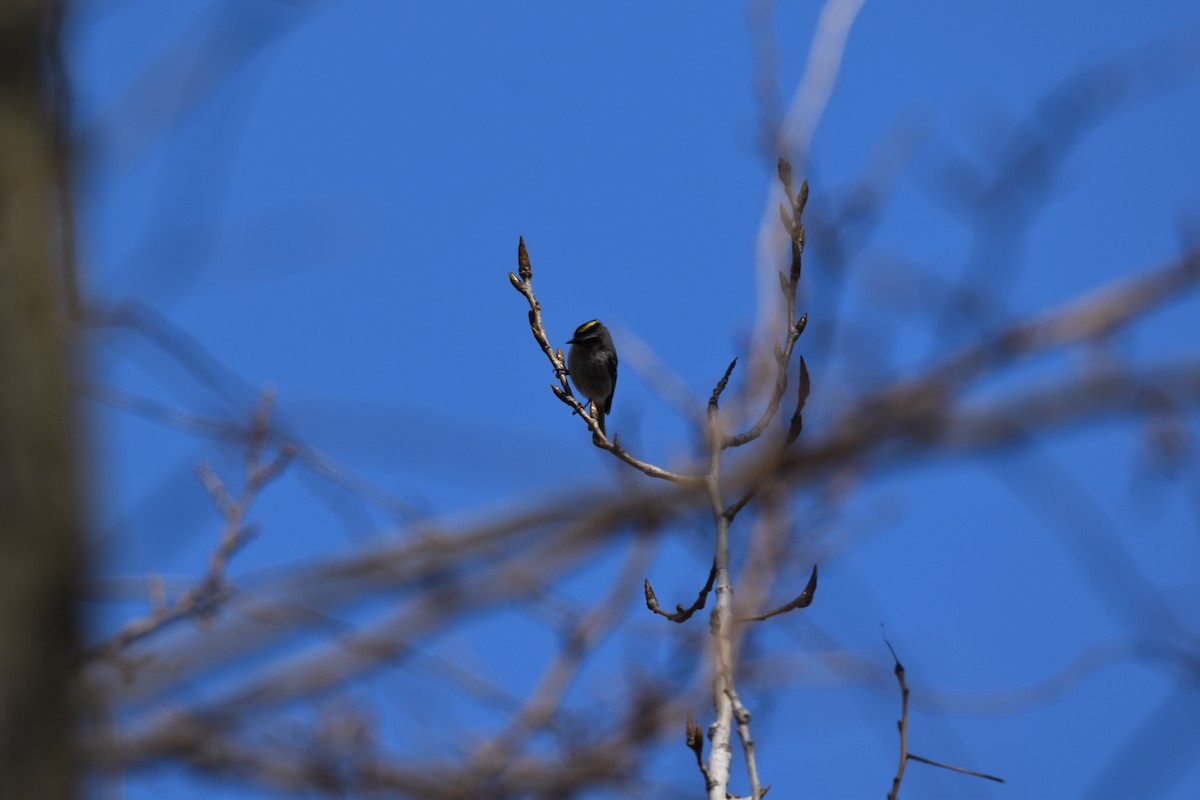 Golden-crowned Kinglet - ML633326875